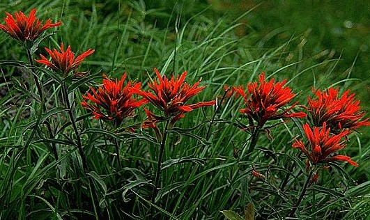 Paintbrush