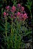 Early Paintbrush - Psychology of Longevity 