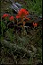 Paintbrush II Psychology of Longevity 