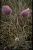 Pasqueflower Display - Psychology of Longevity 