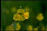  Psychology of Longevity Monkeyflower