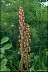  Psychology of Longevity Pinedrops