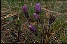  Psychology of Longevity Pasqueflower III
