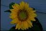  Psychology of Longevity Sunflower