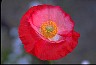 Poppy II - Psychology of Longevity 