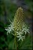 Beargrass - Psychology of Longevity 