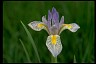 Rocky Mountain Iris Psychology of Longevity 
