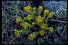 Stonecrop From Psychology of Longevity Display