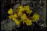 Stonecrop III - Psychology of Longevity 