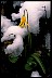  Psychology of Longevity Fawnlily