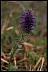 Purplefringe Equals Psychology of Longevity PurpleFringe