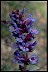 Penstemon