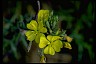  Psychology of Longevity EveningPrimrose