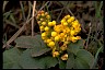  Psychology of Longevity Oregongrape