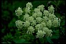 Cow parsnip Psychology of Longevity 