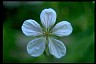  Psychology of Longevity Geranium