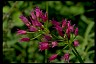 TaperTip Onion - Psychology of Longevity 