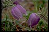 Pasqueflower - Psychology of Longevity 
