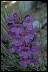 Penstemon III - Psychology of Longevity 