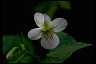 Psychology of Longevity Canada Violet