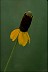  Psychology of Longevity Coneflower