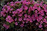 Pinks II - Psychology of Longevity 